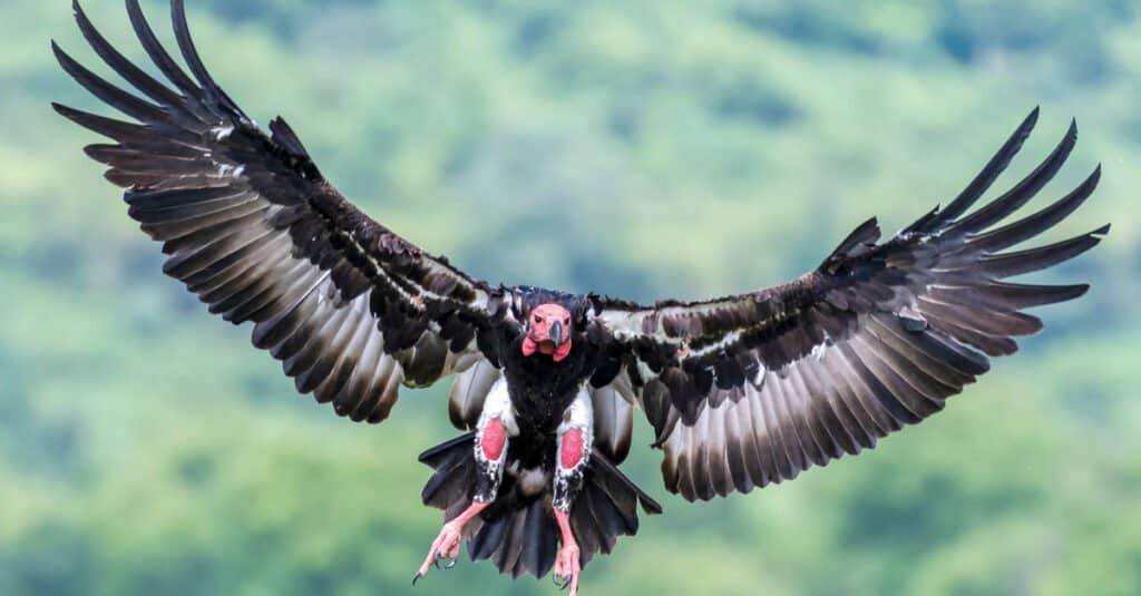 Red-headed vulture in flight