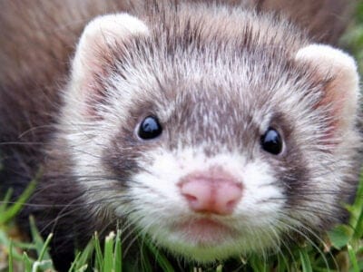 Sable Ferret Picture