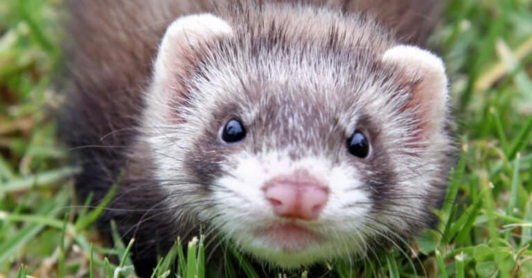 Chocolate sable ferret kit on the grass.