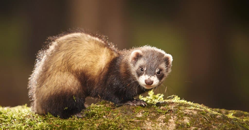 stoat vs ferret