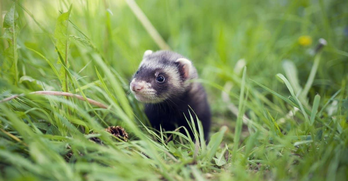 Sable ferret baby playing in grass.