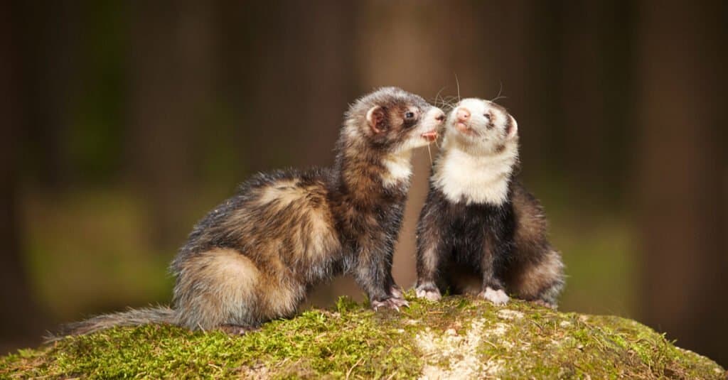 Ferret Vs Polecat at Robert Balogh blog