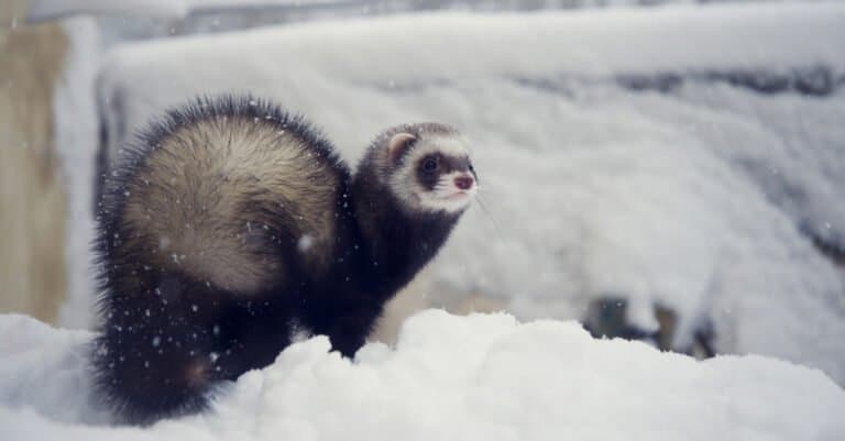 Dark sable ferret playing in snow outdoors in winter.