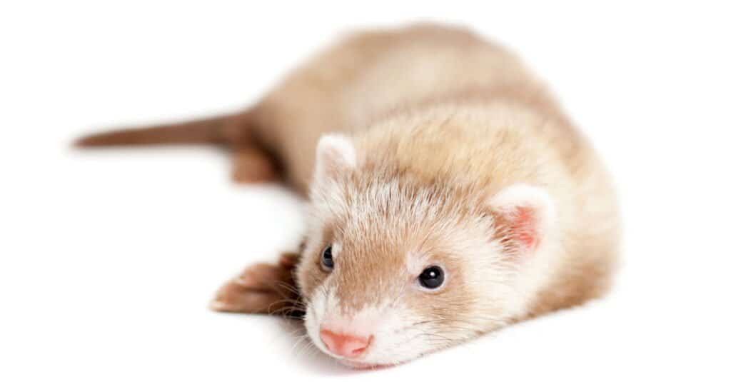 pet baby ferret