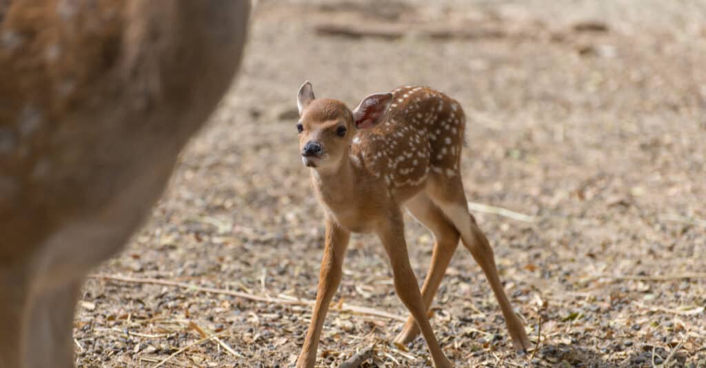 Baby Sambar deer struggling to walk.