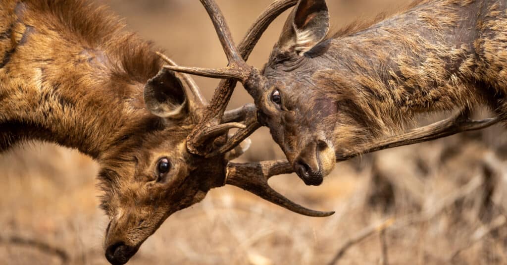 Deux cerfs Sambar mâles en colère entièrement adultes se battent avec leurs grands bois longs et larges montrant la domination au parc national de Ranthambore ou à la réserve de tigres, en Inde.