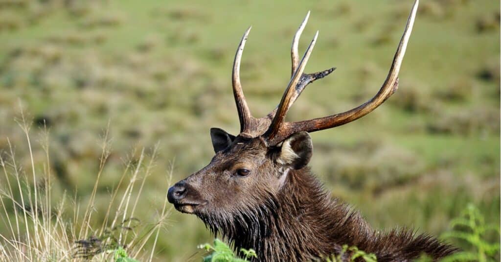 A Sambar Stag alert to any threat, Horton Plains, Sri Lanka.