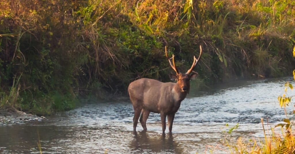Male Sambar deer standing in the middle of a jungle stream at Jaldapara Wildlife Sanctuary.