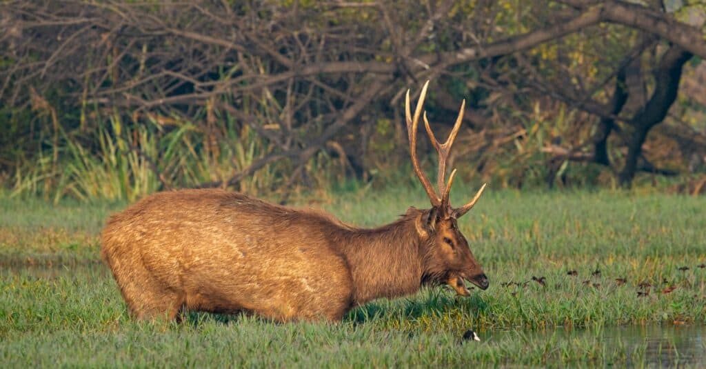 Sambar deer in beautiful winter light and colorful background at wetlands of Keoladeo National park or Bird Sanctuary, India.