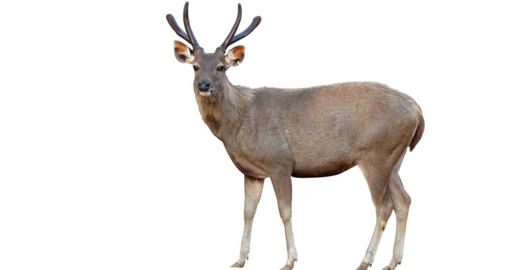 Sambar isolated on white background