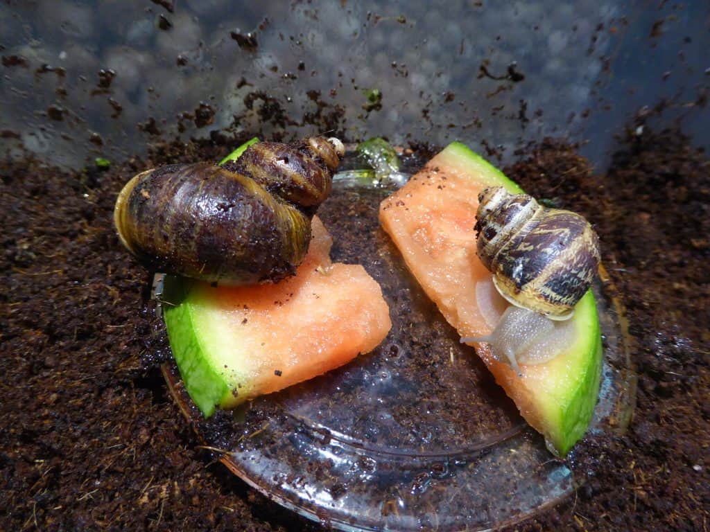 Pet snails