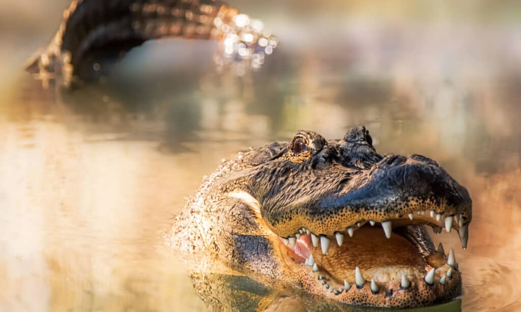 Cá sấu trong hồ