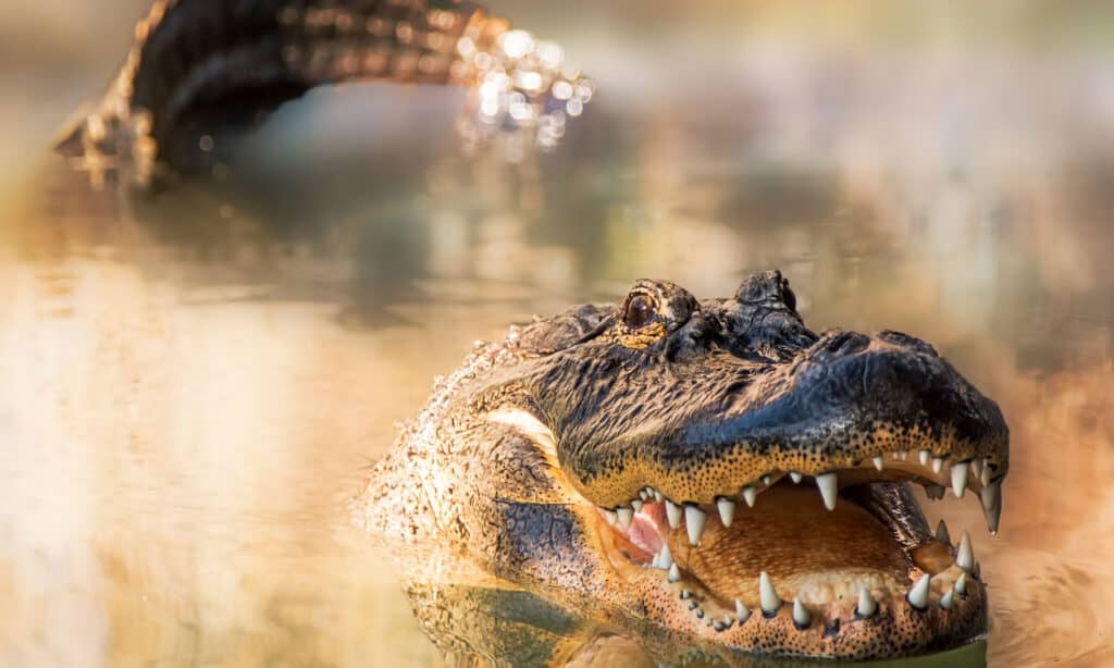 Alligator in Lake