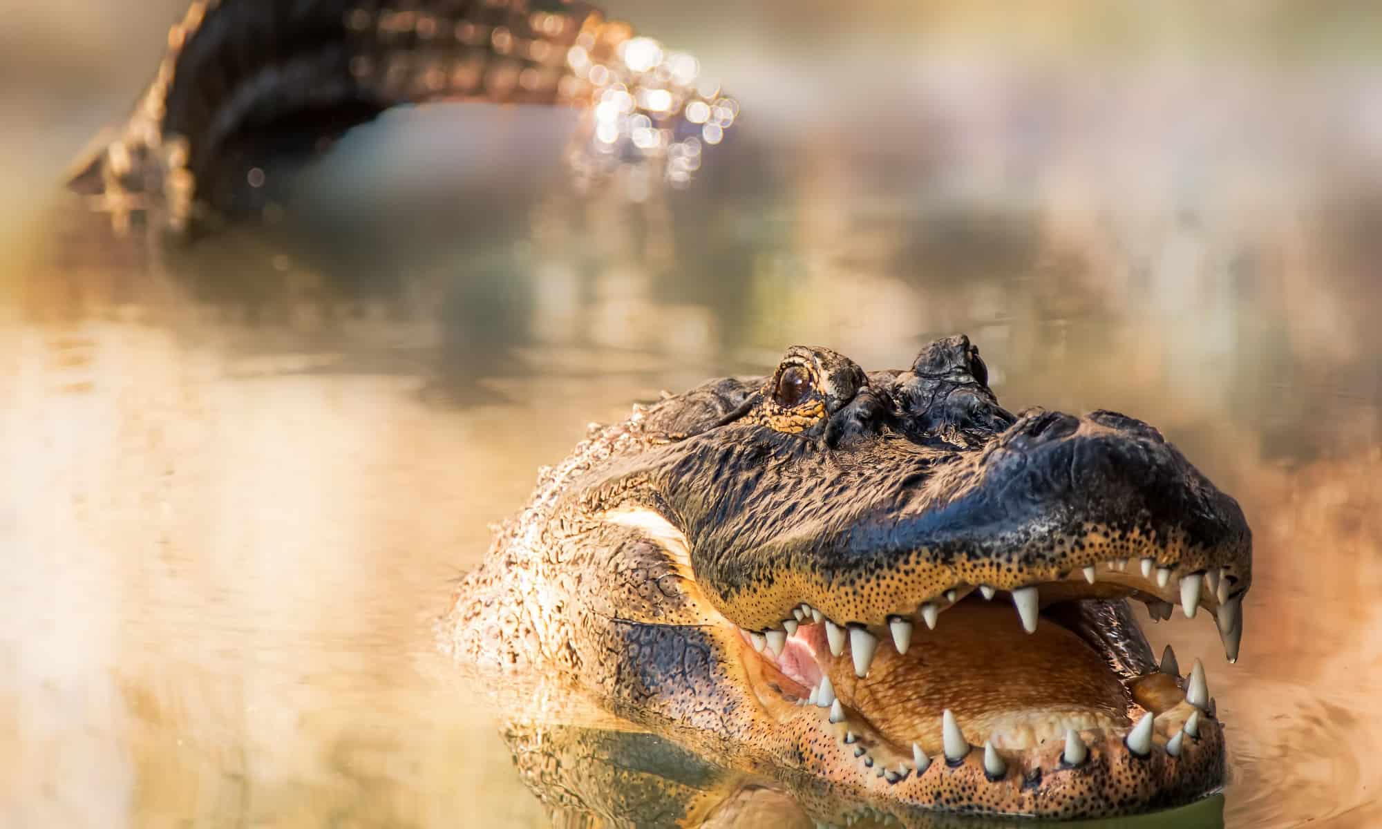 Discover the 10 Most Dangerous (Deadliest) Animals in Florida - AZ Animals