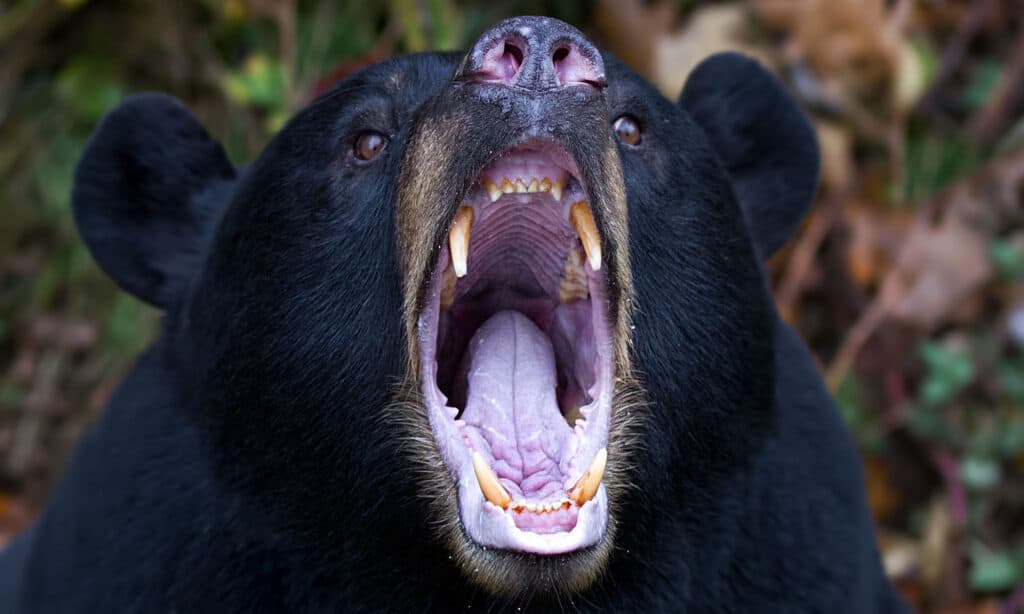 Ours noir montrant des dents