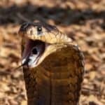 Snouted cobra