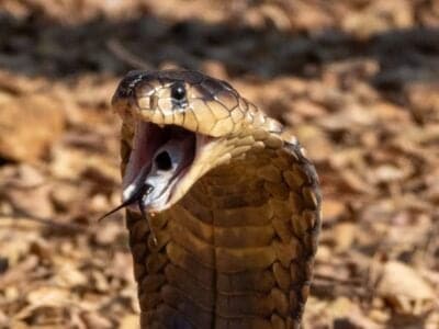 A Snouted Cobra