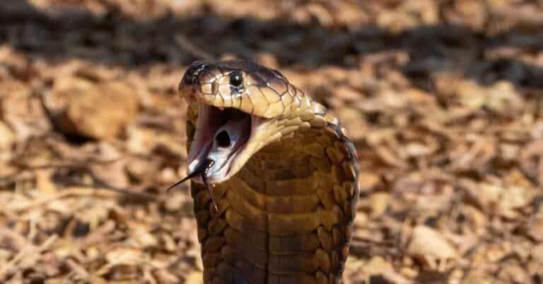 Snouted Cobra (Naja annulifera) from South Africa. The most prominent physical characteristic is the hood extending from the neck area.
