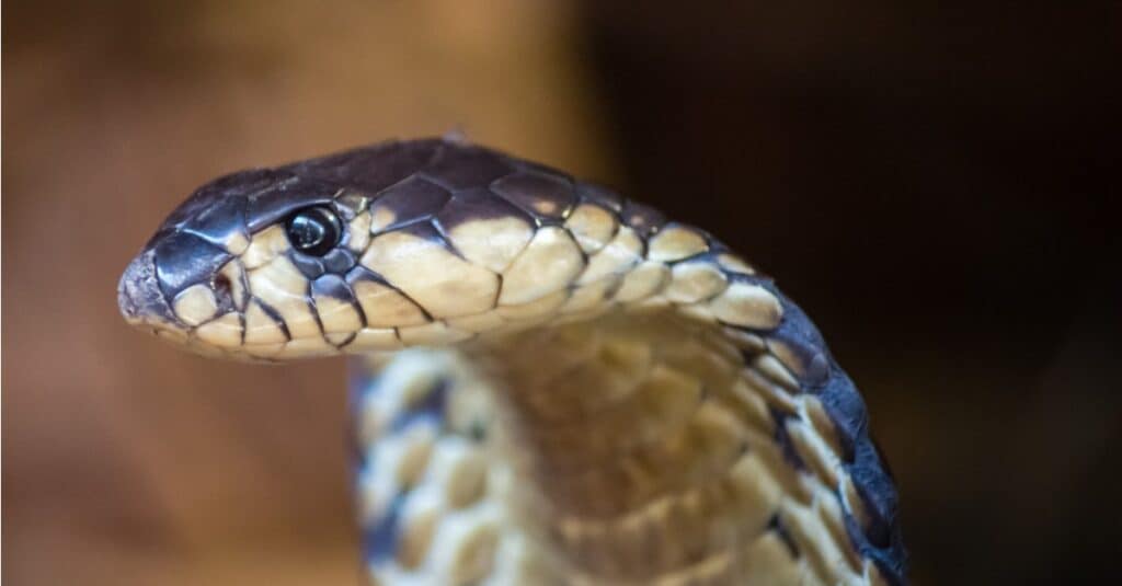 A juvenile snouted cobra in a defensive position.