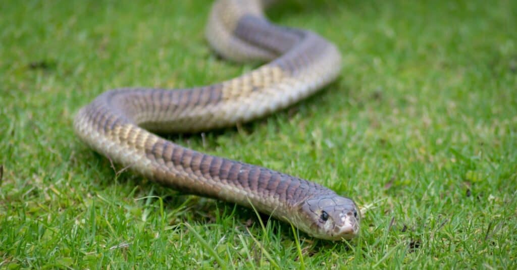 An adult snouted cobra on grass. The snake has a large scale on the rostrum or nose, giving it the name.