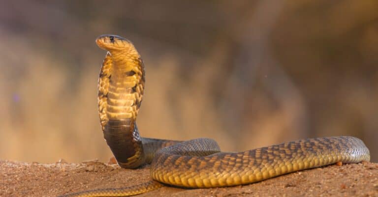 Snouted Cobra, Naja annulifera, South Africa, with raised hood in defensive posture. The snake has a yellow stomach, brown or blue back, and bands around the neck or body.