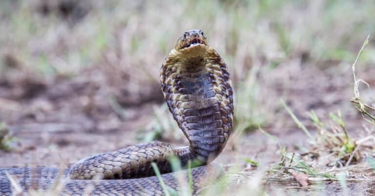 Snouted cobra is a large snake, measuring somewhere between 4 and 6 feet.