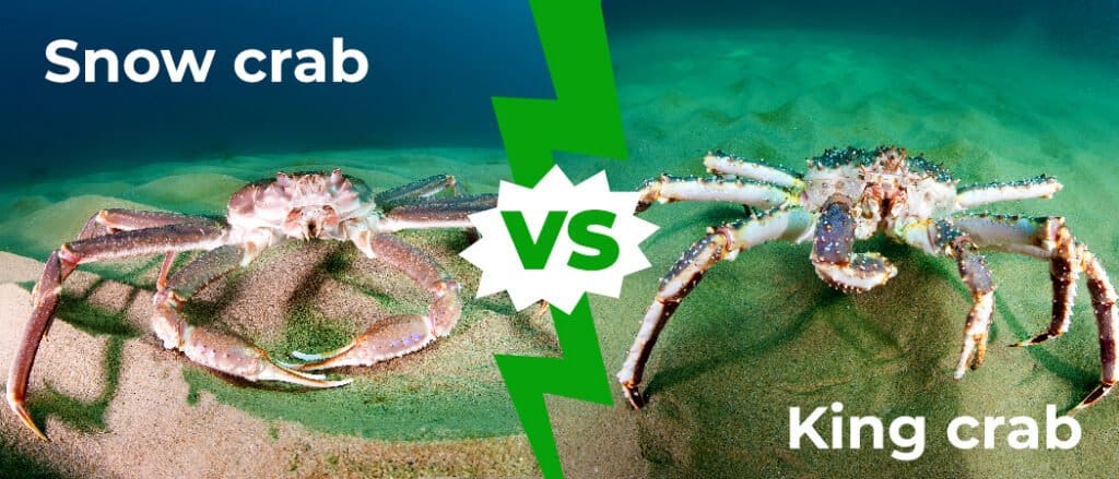 Snow Crab vs King Crab 1050x450