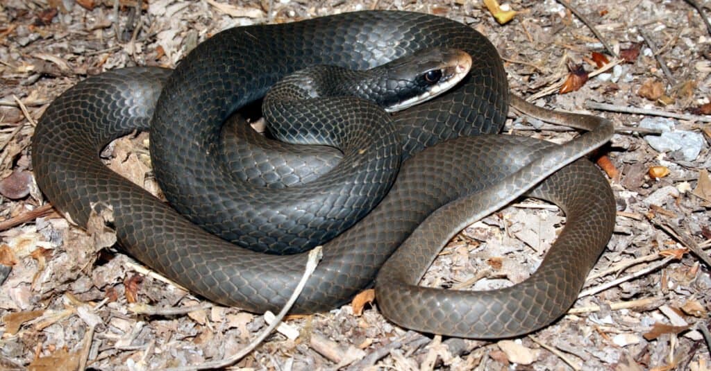 Southern black racer curled up