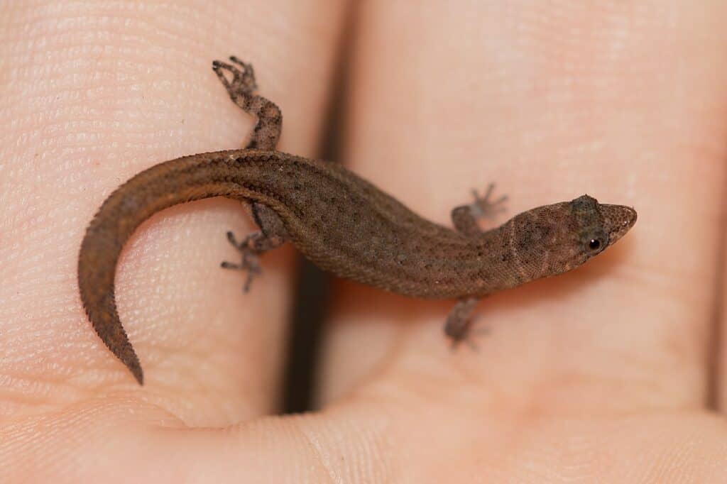 worlds smallest lizard