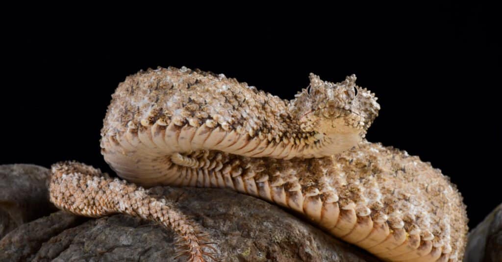 The spider-tailed horned viper (Pseudocerastes urarachnoides) lying on a rock.
