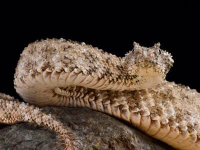 A Spider-Tailed Horned Viper