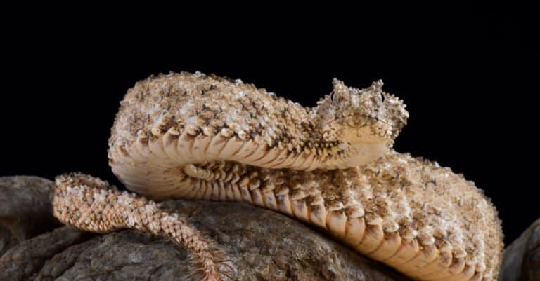 The spider-tailed horned viper (Pseudocerastes urarachnoides) lying on a rock.