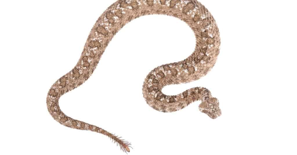 The spider-tailed horned viper (Pseudocerastes urarachnoides) isolated on a white background.