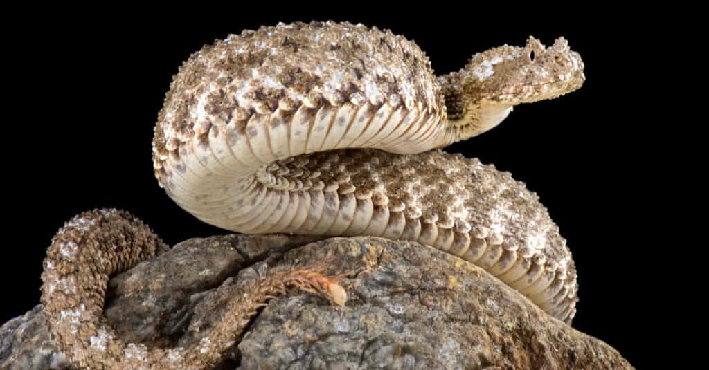 The coloration of the spider-tailed horned viper depends the locality in which it is found, but generally they have grayish-brown scales.