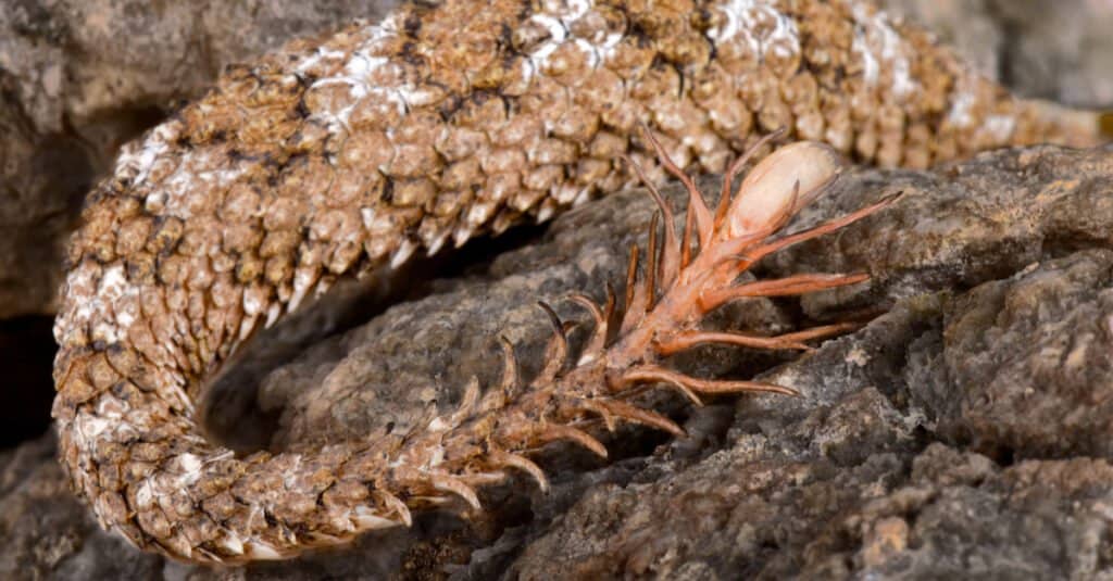 The tail of the spider-tailed horned viper (Pseudocerastes urarachnoides) has the appearance of a spider and is used to lure unsuspecting birds or other prey within reach of the viper.