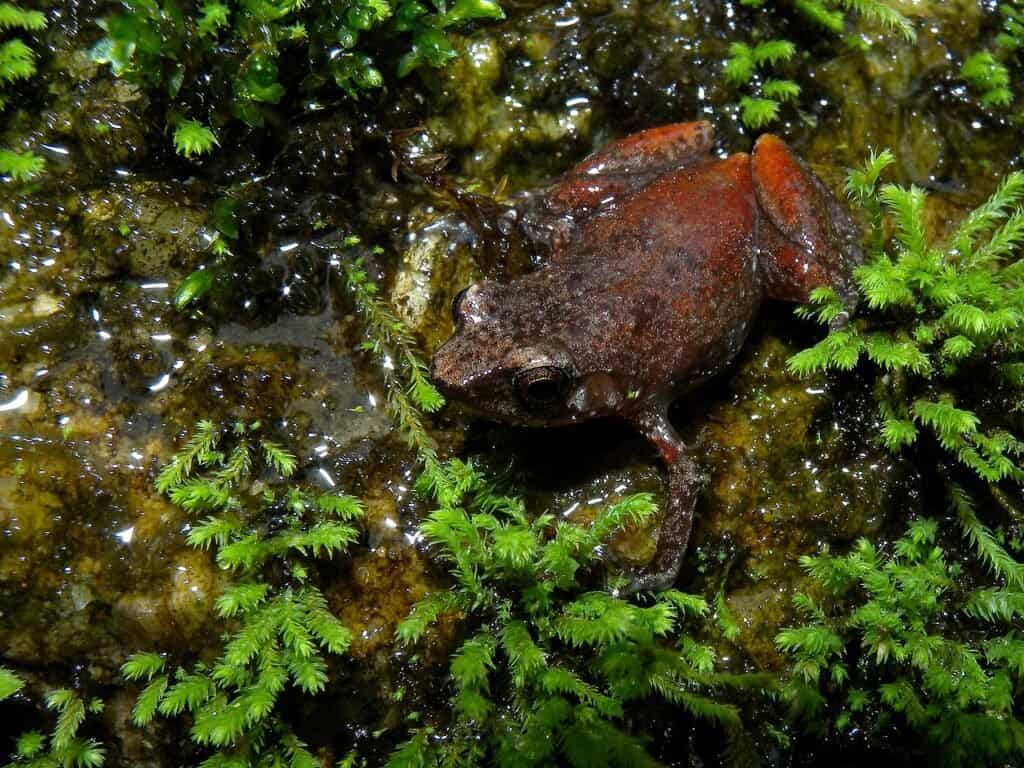 Tiny Frogs: The 12 Smallest Frogs in the World - A-Z Animals