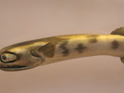 A Telescope Fish