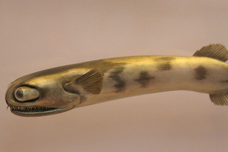 Telescope Fish, Gigantura chuni, model at the Natural History Museum in London, England. These animals have protruding eyes with small glass shields.