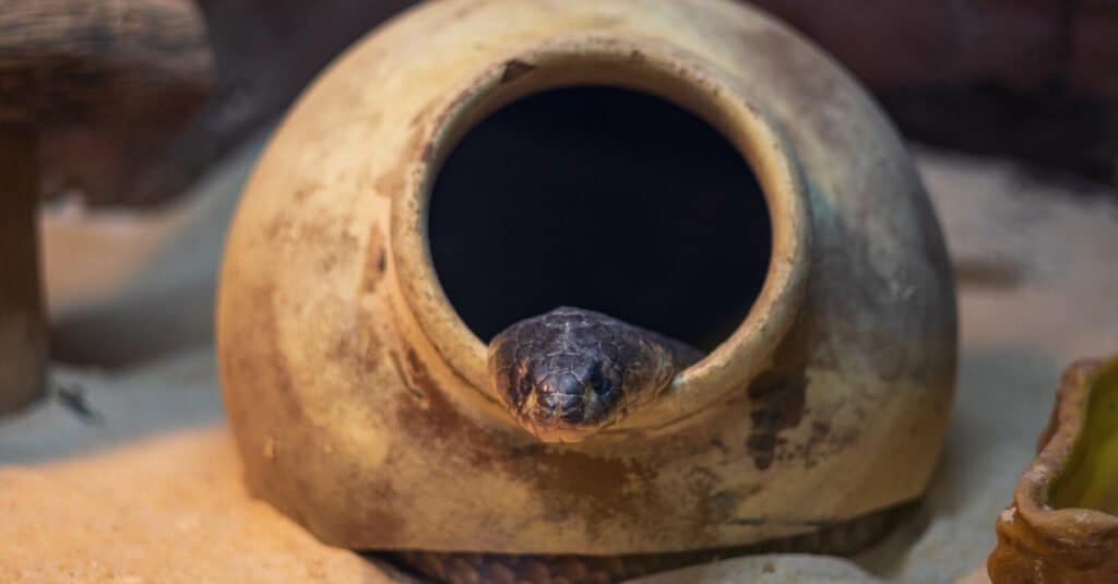 A Texas Indigo snake coming out of a clay jug in Central Florida Zoo Botanical Gardens. The snakes have black vertical bars that begin under their eyes and extend down to their labial (lip) scales.