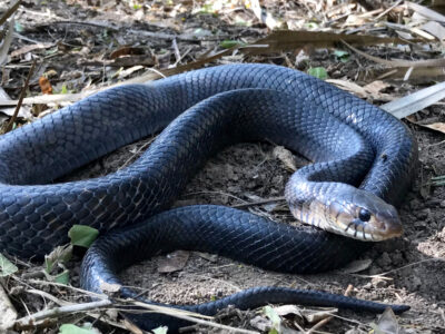 A 8 Black Snakes in Texas: One is Venomous!