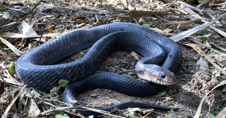 Texas indigo snakes are large-bodied, very long snakes with a base color of iridescent black scales and brown speckles.