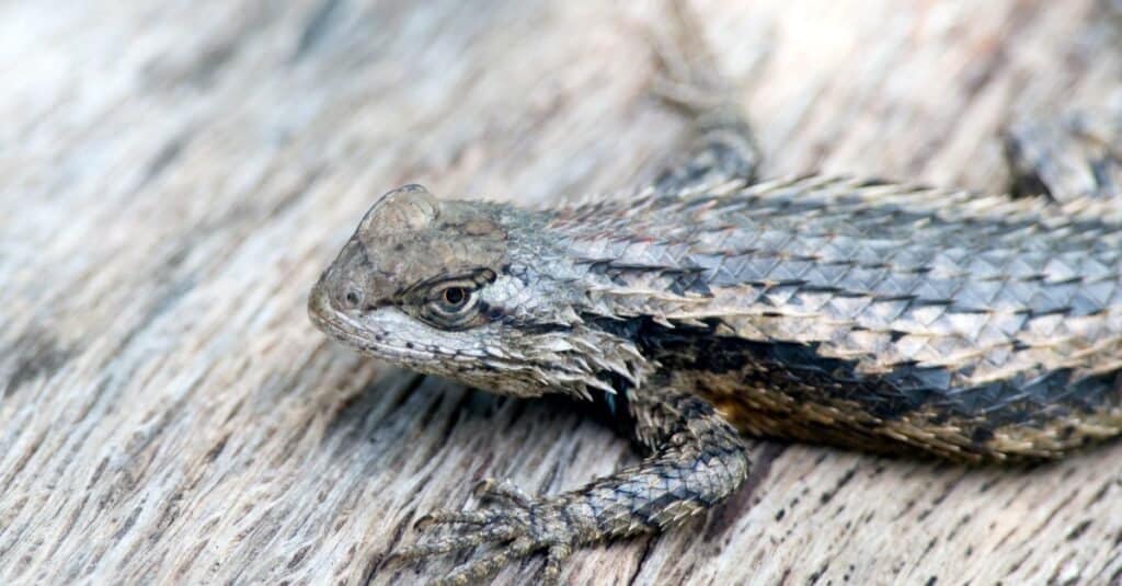 Watch: Lizard helped out of hole traps itself again 