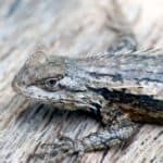 Texas Spiny Lizard