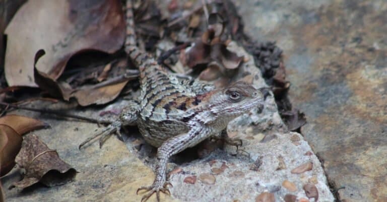A close up of Texas spiny lizard on a stone walkway in a Texas backyard.