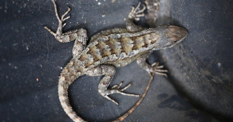The Texas Spiny Lizard has long toes ending in sharp claws that are ideal for its life among the trees.