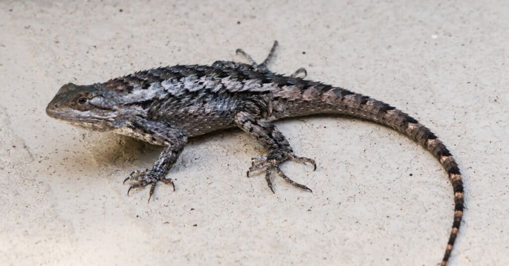 Texas Spiny Lizard AZ Animals