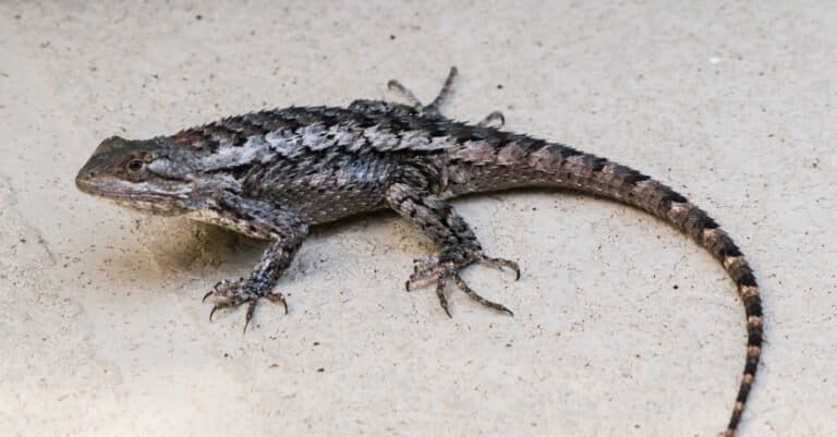 The Texas spiny lizard has large, clearly defined scales.