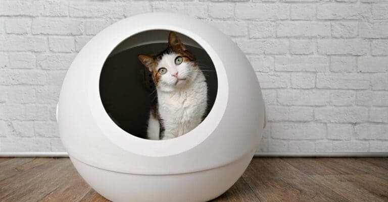 Top Entry Litter Box