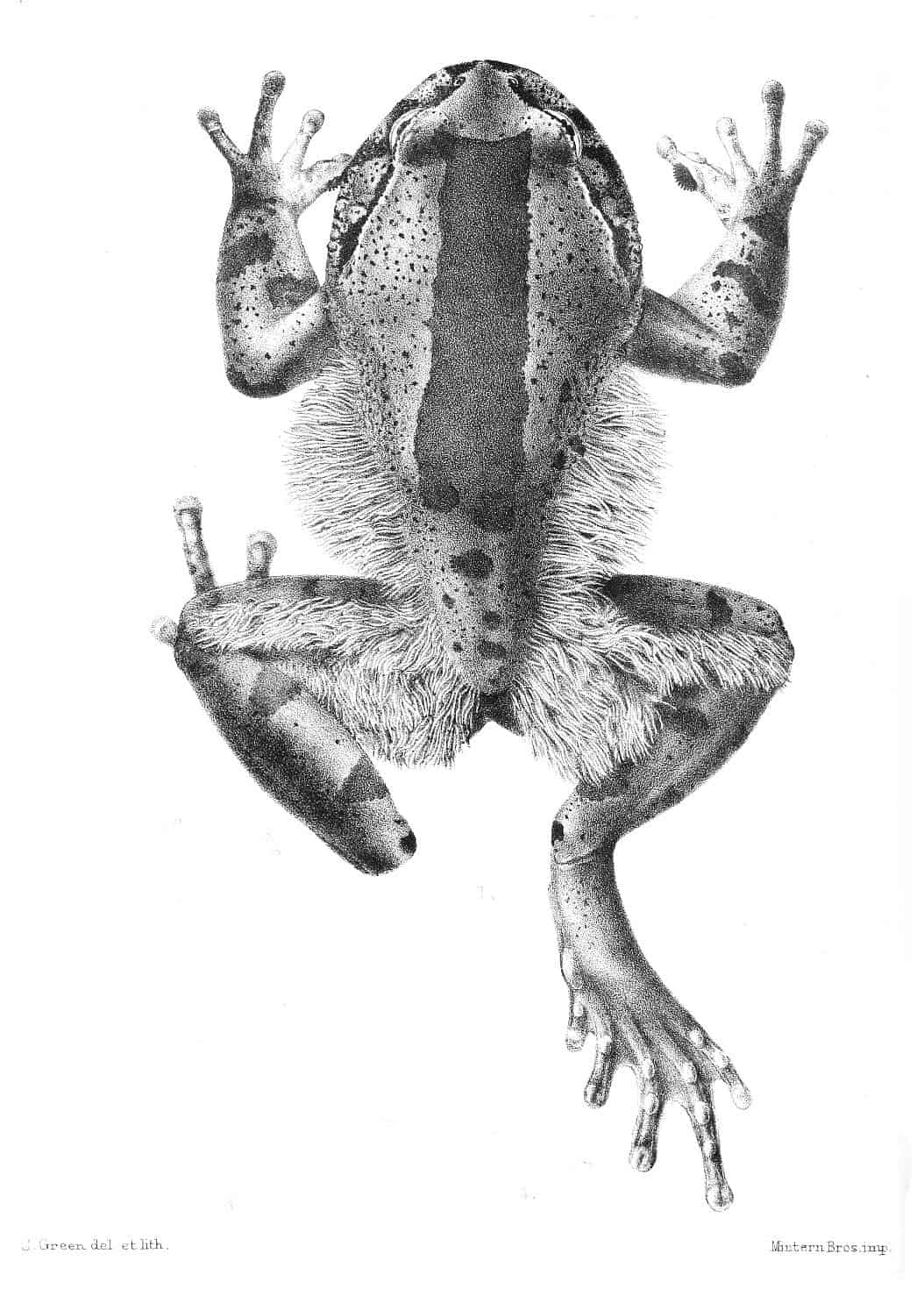 Trichobatrachus robustus