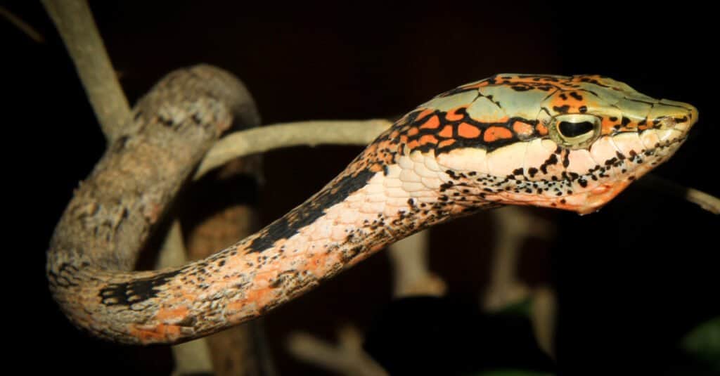 Twig Snake (Thelotornis capensis) from Gauteng, South Africa. Their eyes are almost unique in the reptile world, having keen binocular vision and keyhole-shaped pupils.